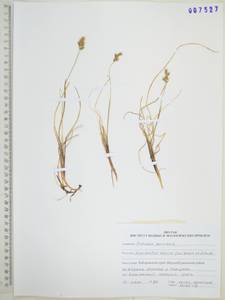 Anthoxanthum monticola (Bigelow) Veldkamp, Сибирь, Дальний Восток (S6) (Россия)