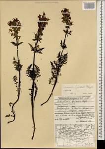 Pedicularis fetisowii Regel, Монголия (MONG) (Монголия)