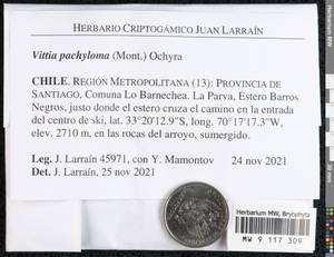 Vittia pachyloma (Mont.) Ochyra, Гербарий мохообразных, Мхи - Америка (BAm) (Чили)