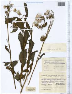 Crassocephalum crepidioides (Benth.) S. Moore, Зарубежная Азия (ASIA) (КНР)