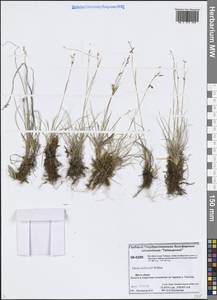 Осока Вильямса Britton, Сибирь, Центральная Сибирь (S3) (Россия)