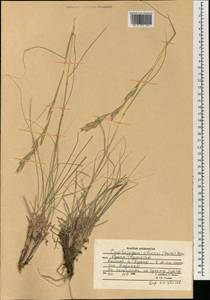 Cymbopogon jwarancusa (Jones) Schult., Зарубежная Азия (ASIA) (Афганистан)