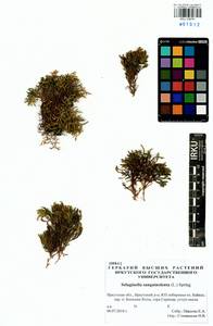 Boreoselaginella sanguinolenta (L.) Li Bing Zhang & X. M. Zhou, Сибирь, Прибайкалье и Забайкалье (S4) (Россия)