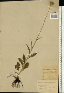 Клазея зюзниколистная (Vill.) Á. Löve & D. Löve, Восточная Европа, Центральный лесостепной район (E6) (Россия)