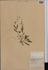 Heliosperma alpestre (Jacq.) Griseb., Западная Европа (EUR) (Словения)