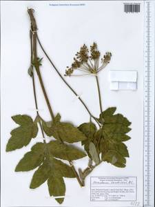 Tetrataenium candicans (Wall. ex DC.) Manden., Зарубежная Азия (ASIA) (Индия)