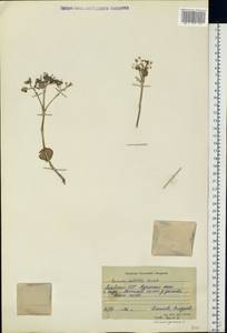 Phedimus spurius subsp. spurius, Восточная Европа, Литва (E2a) (Литва)