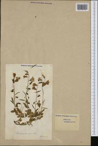 Campanula cochleariifolia Lam., Западная Европа (EUR) (Швейцария)