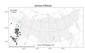 Juncus inflexus, Ситник искривленный L., Атлас флоры России (FLORUS) (Россия)