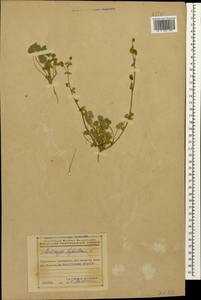 Люцерна хмелевидная L., Кавказ, Азербайджан (K6) (Азербайджан)