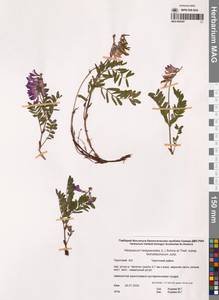 Копеечник копеечниковый (L.) Schinz & Thell., Сибирь, Чукотка и Камчатка (S7) (Россия)