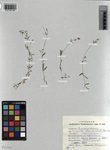 KUZ 004 356, Диходон ясколковый (L.) Rchb., Сибирь, Алтай и Саяны (S2) (Россия)