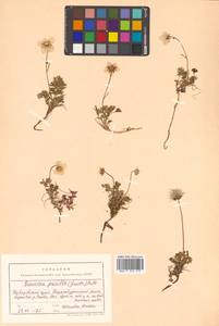 Geum selinifolium (Fisch. ex F. Schmidt) Hultén, Сибирь, Дальний Восток (S6) (Россия)