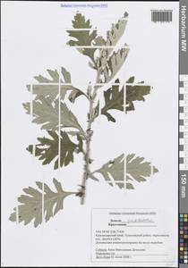 Jacobaea erucifolia subsp. grandidentata (Ledeb.) V.V.Fateryga & Fateryga, Кавказ, Черноморское побережье (от Новороссийска до Адлера) (K3) (Россия)