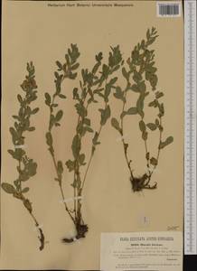 Ononis spinosa subsp. austriaca (Beck)Gams, Западная Европа (EUR) (Австрия)