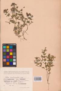 Лядвенец узкий L., Восточная Европа, Восточный район (E10) (Россия)