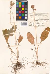 Первоцвет весенний L., Восточная Европа, Московская область и Москва (E4a) (Россия)