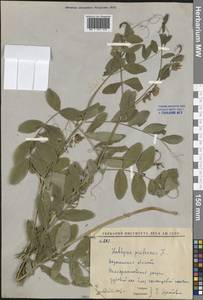 Чина гороховидная L., Восточная Европа, Центральный лесостепной район (E6) (Россия)