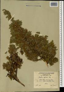 Juniperus communis var. hemisphaerica (C.Presl) Parl., Кавказ, Южная Осетия (K4b) (Южная Осетия)