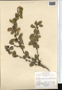 Барбарис разноножковый Schrenk, Средняя Азия и Казахстан, Северный и Центральный Тянь-Шань (M4) (Казахстан)