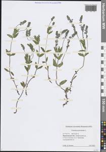 Вероника простертая L., Восточная Европа, Центральный лесостепной район (E6) (Россия)