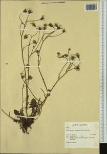 Crepis vesicaria subsp. taraxacifolia (Thuill.) Thell., Западная Европа (EUR) (Нидерланды)
