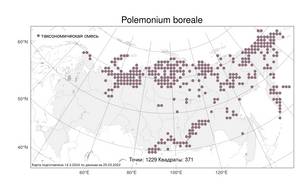 Polemonium boreale, Синюха северная Adams, Атлас флоры России (FLORUS) (Россия)