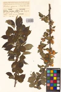 Яблоня лесная Mill., Восточная Европа, Средневолжский район (E8) (Россия)