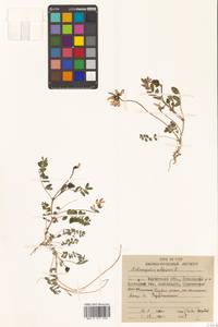 Астрагал альпийский L., Сибирь, Чукотка и Камчатка (S7) (Россия)