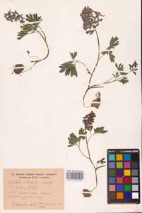 Хохлатка плотная (L.) Clairv., Восточная Европа, Северо-Украинский район (E11) (Украина)