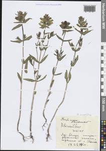 Погремок узколистный, Восточная Европа, Центральный лесостепной район (E6) (Россия)