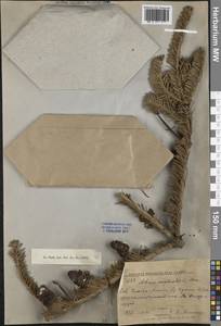 Пихта белокорая (Trautv. ex Maxim.) Maxim., Сибирь, Дальний Восток (S6) (Россия)