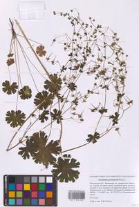 Герань пиренейская Burm. f., Восточная Европа, Московская область и Москва (E4a) (Россия)