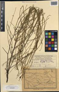 Chondrilla arenicola, Средняя Азия и Казахстан, Муюнкумы, Прибалхашье и Бетпак-Дала (M9) (Казахстан)