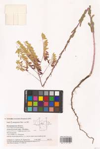 Isatis tinctoria subsp. tinctoria, Восточная Европа, Центральный район (E4) (Россия)