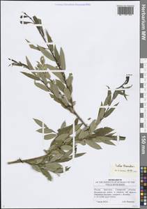 Ива трехтычинковая L., Восточная Европа, Средневолжский район (E8) (Россия)