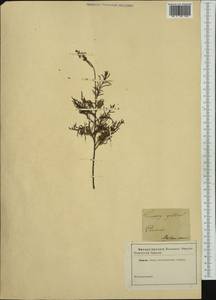 Tamarix gallica L., Западная Европа (EUR) (Франция)