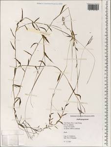 Poaceae, Зарубежная Азия (ASIA) (Вьетнам)