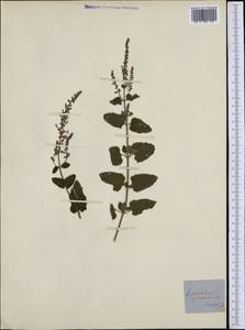 Teucrium scorodonia L., Ботанические сады и дендрарии (GARD) (Италия)