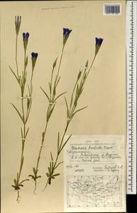 Горечавочник бородатый (Froel.) Ma, Монголия (MONG) (Монголия)