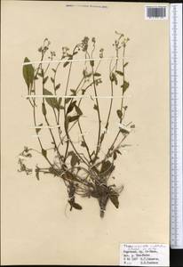 Eritrichium umbelluliferum (B. Fedtsch.), Средняя Азия и Казахстан, Северный и Центральный Тянь-Шань (M4) (Киргизия)