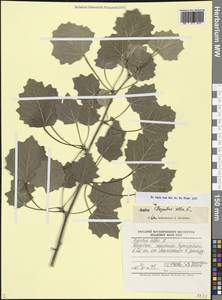 Тополь белый, Тополь серебристый L., Кавказ, Дагестан (K2) (Россия)