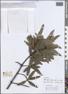 Podocarpus neriifolius var. neriifolius, Зарубежная Азия (ASIA) (Вьетнам)