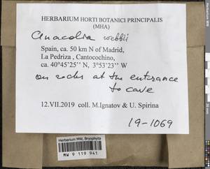 Anacolia webbii (Mont.) Schimp., Гербарий мохообразных, Мхи - Западная Европа (BEu) (Испания)