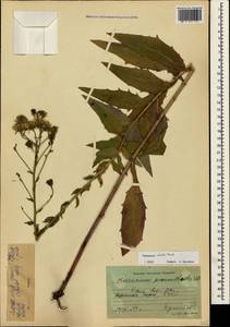 Hieracium sabaudum subsp. sabaudum, Крым (KRYM) (Россия)