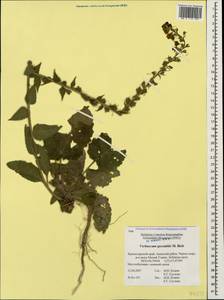 Verbascum salgirensis Soldano, Кавказ, Краснодарский край и Адыгея (K1a) (Россия)