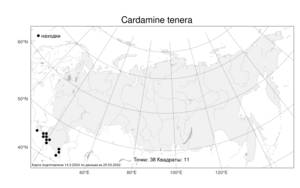 Cardamine tenera, Сердечник нежный J.G.Gmel. ex C.A.Mey., Атлас флоры России (FLORUS) (Россия)
