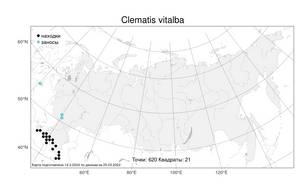 Clematis vitalba, Ломонос обыкновенный L., Атлас флоры России (FLORUS) (Россия)