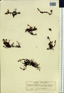 Камнеломка супротивнолистная L., Сибирь, Якутия (S5) (Россия)