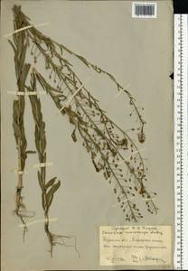 Camelina microcarpa subsp. pilosa (DC.) Jáv., Восточная Европа, Центральный лесостепной район (E6) (Россия)